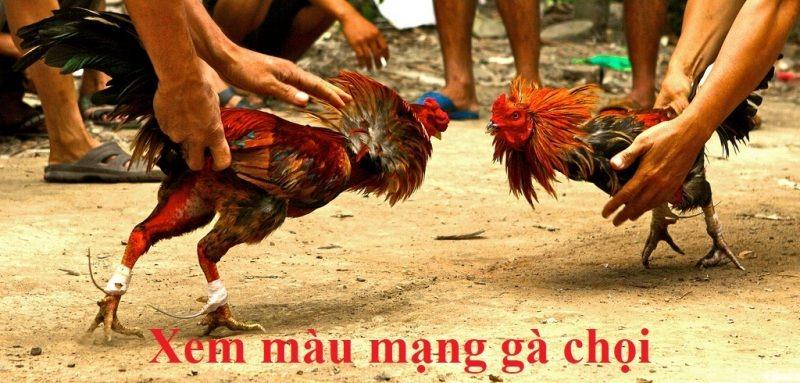 Màu gà thể hiện tình trạng gà