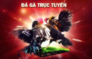 Game đá gà trực tuyến hay 