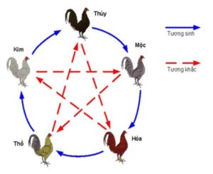 Gà đá hay sẽ có cơ hội thắng cao hơn